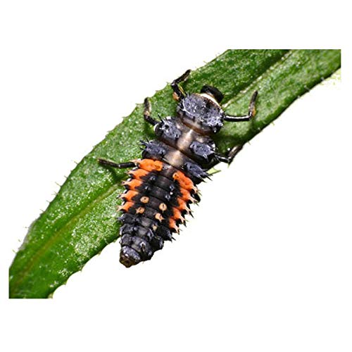 Insect Lore ladybug life cycle demonstration from larva to adult.
