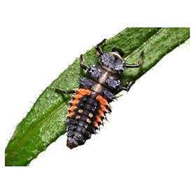 Insect Lore ladybug life cycle demonstration from larva to adult.
