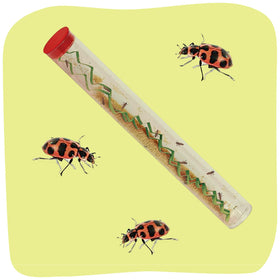 Insect Lore pink spotted ladybug larvae tube for classroom observation and home science.