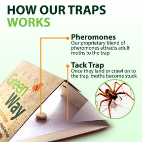 Insects Limited GreenWay traps suited for damp areas like bathrooms and basements.