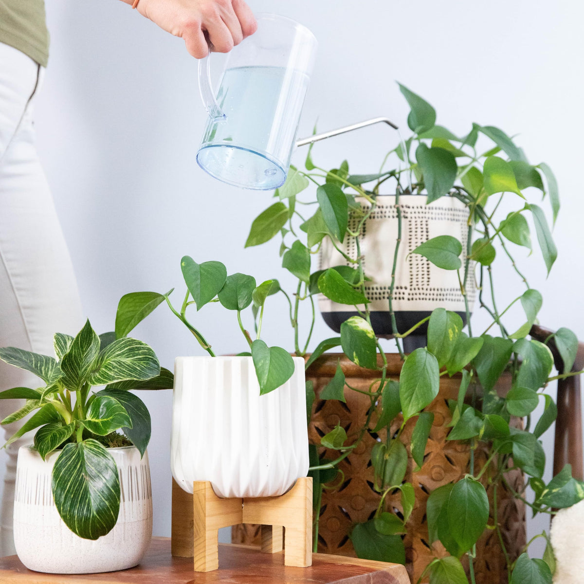 Instant Biologics 4-3-6 formula emphasizes balanced nutrients for lush foliage.