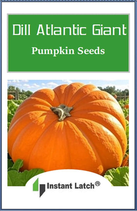Instant Latch Dills Atlantic Giant seeds for outdoor cultivation, big fruit potential, and full-sun growth.
