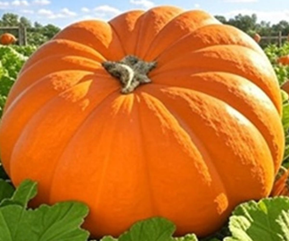 Instant Latch Dills Atlantic Giant pumpkin seeds ready for warm-season planting and a non-GMO heirloom harvest.