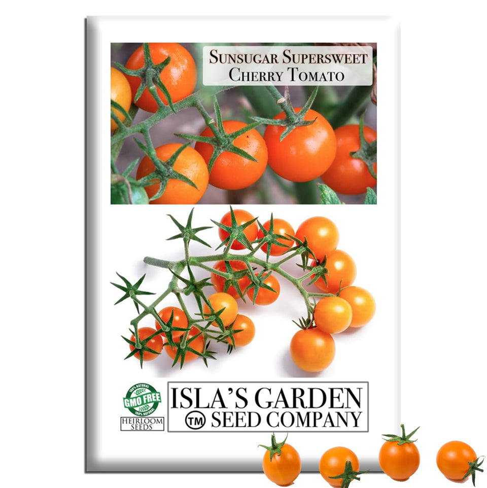Isla's Garden Seeds Sunsugar tomato fruit orange on vigorous vines for patio harvesting
