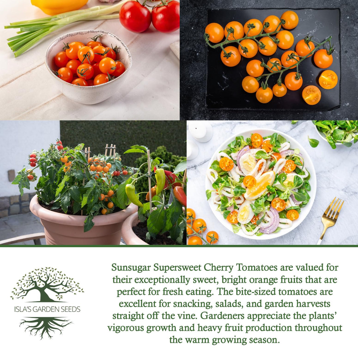 Isla's Garden Seeds Sunsugar tomatoes enjoy full sun and bright days