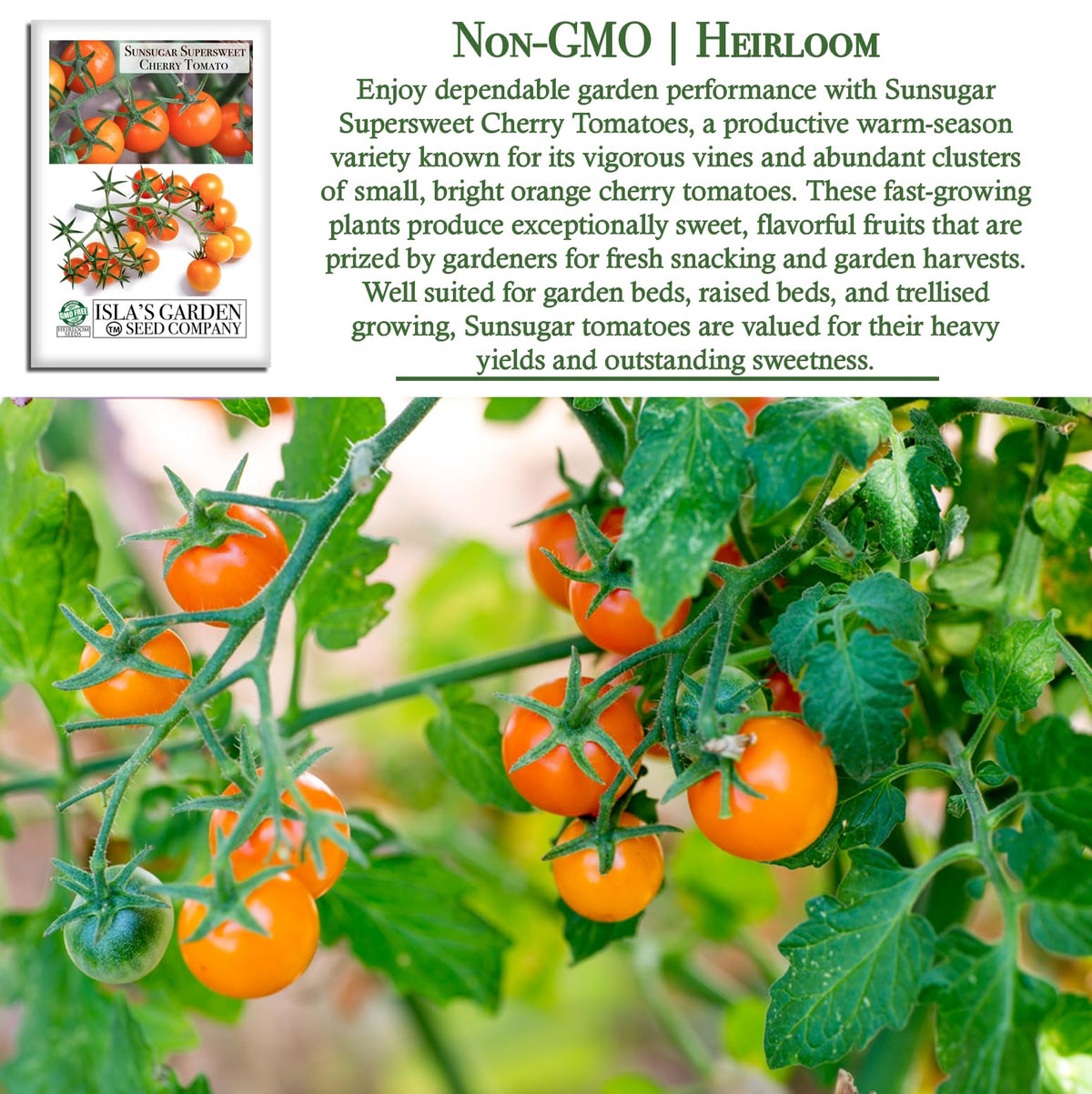 Isla's Garden Seeds Sunsugar tomato orange clusters for fresh snacking