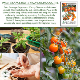 Isla's Garden Seeds Sunsugar tomato seedlings starting indoors in warm soil conditions