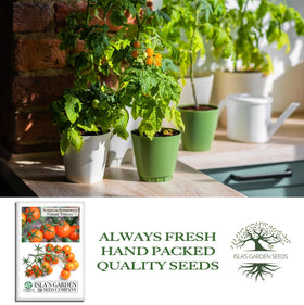 Isla's Garden Seeds Sunsugar tomato seedlings ready for warm soil transplant