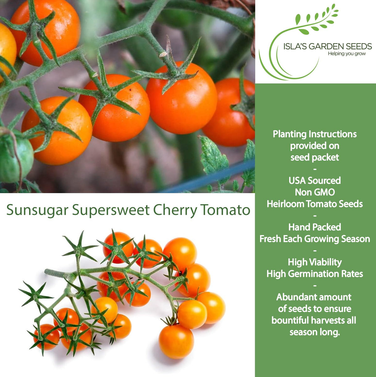 Isla's Garden Seeds Sunsugar tomato with indeterminate vines supports heavy harvests