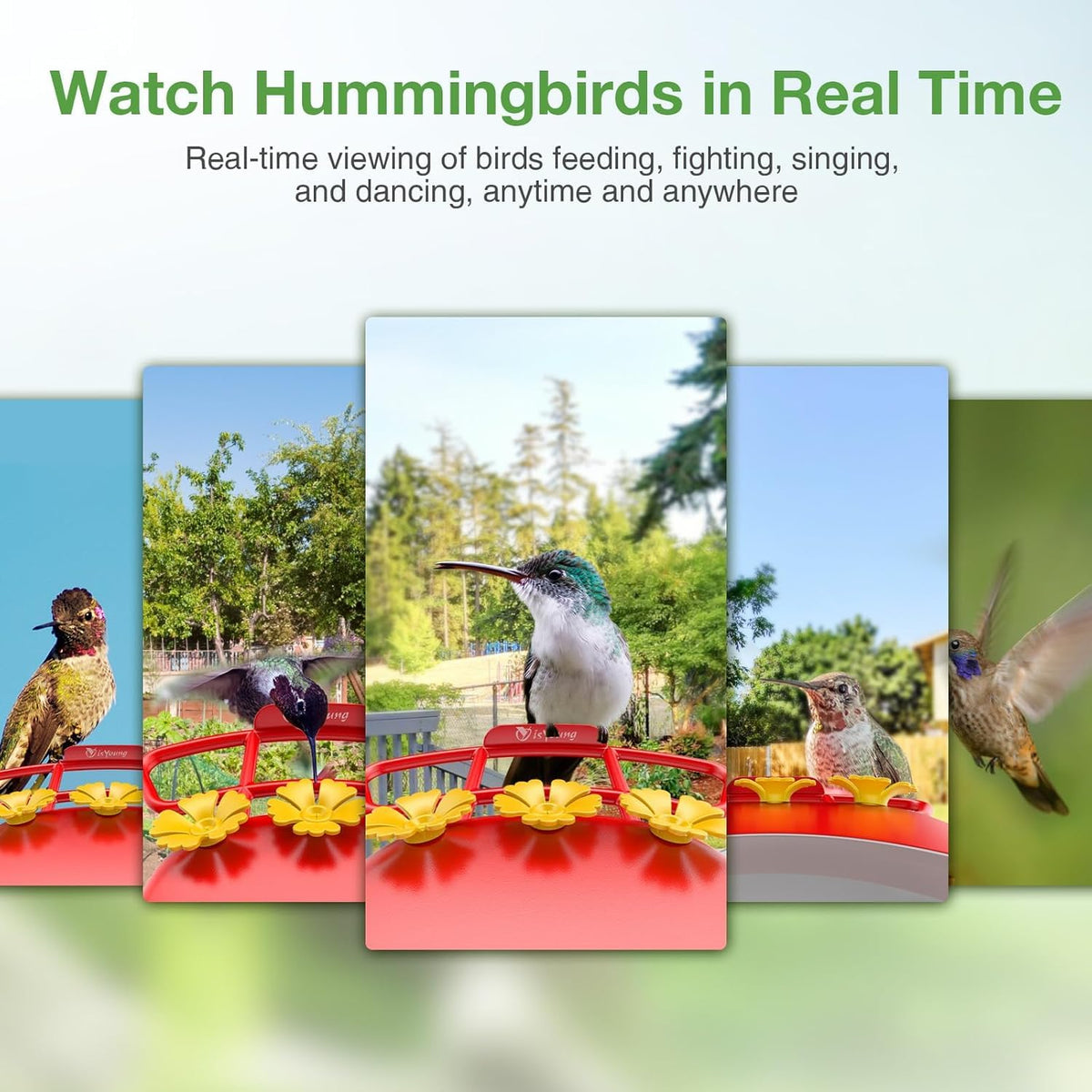 isYoung hummingbird feeder anti-bee guard protecting nectar from intruders.