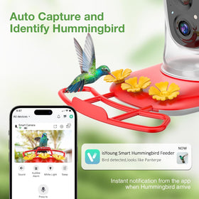 isYoung hummingbird feeder camera on nectar jar capturing vivid bird visits.