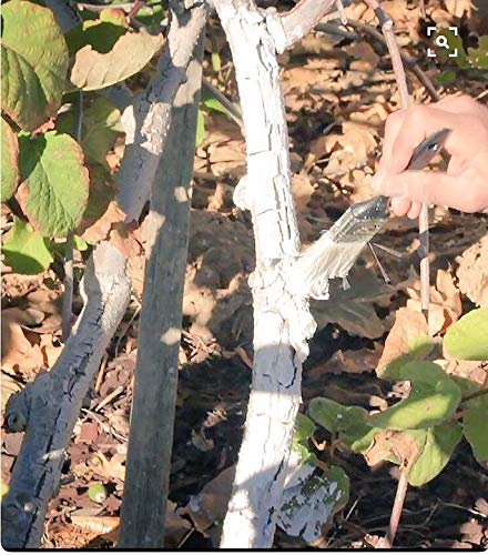 IV Organic 3-in-1 Plant Guard protects against summer sun exposure.