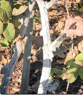 IV Organic 3-in-1 Plant Guard protects against summer sun exposure.