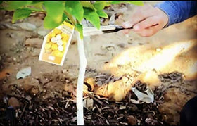 IV Organic 3-in-1 Plant Guard white wash option provides oil-free coverage.