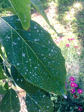 IV Organic 3-in-1 Plant Guard guards against winter sunscald on fruit trees.