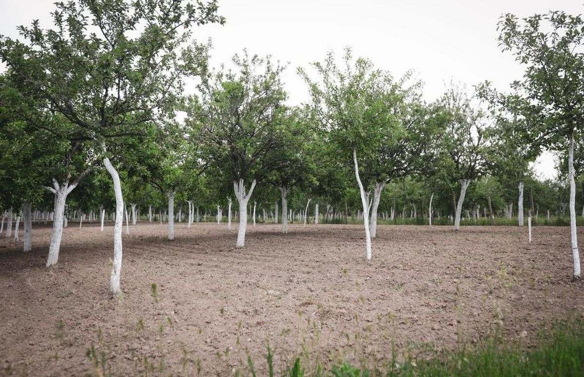 IV Organic 3-in-1 Plant Guard on fruit trees to protect skin