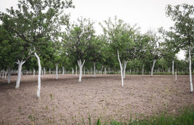 IV Organic 3-in-1 Plant Guard on fruit trees to protect skin