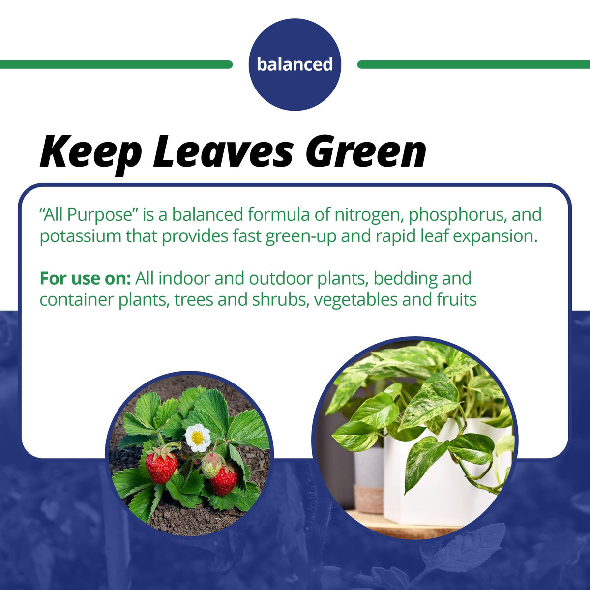 Foliar spray on plant leaves from Jack's Classic for direct nutrient delivery.