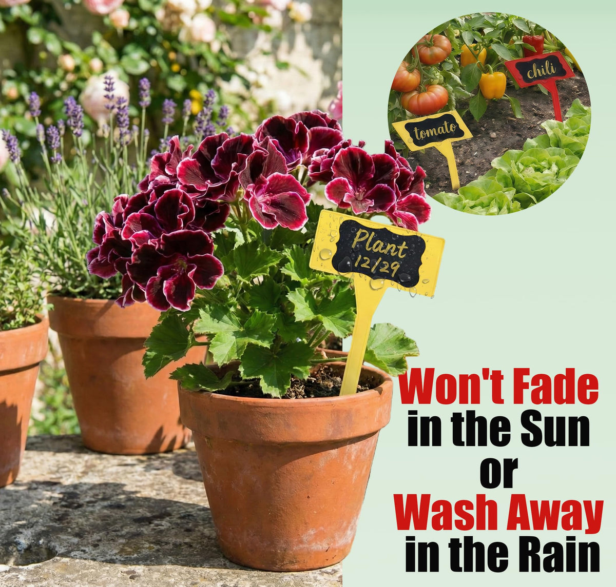 Jammy Joey green label marks perennials in sunny borders.
