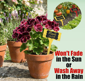Jammy Joey green label marks perennials in sunny borders.