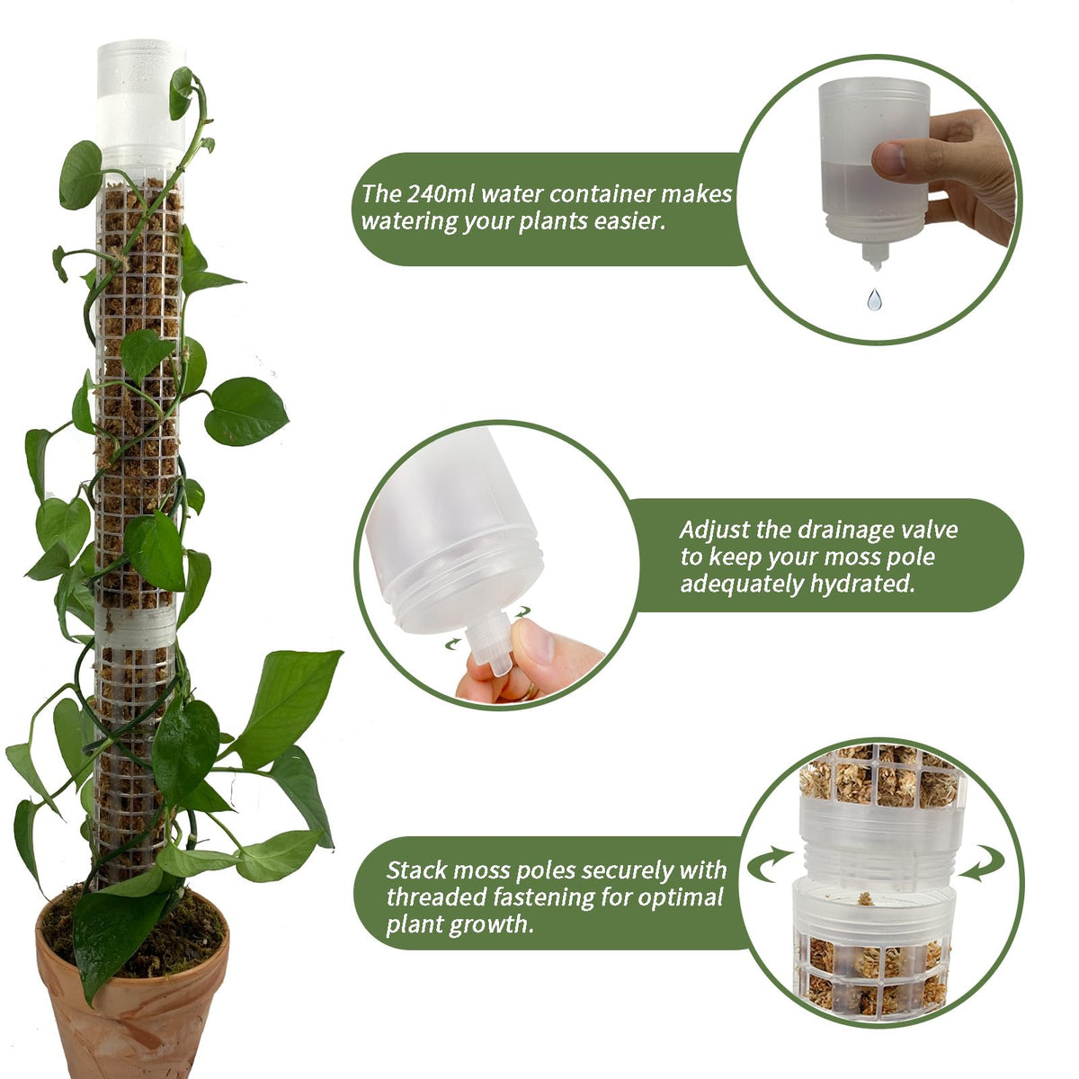 Jegu moss pole mesh structure promotes robust aerial root attachment