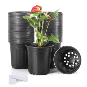 JERIA 50-pack seedling pots ready for transplanting