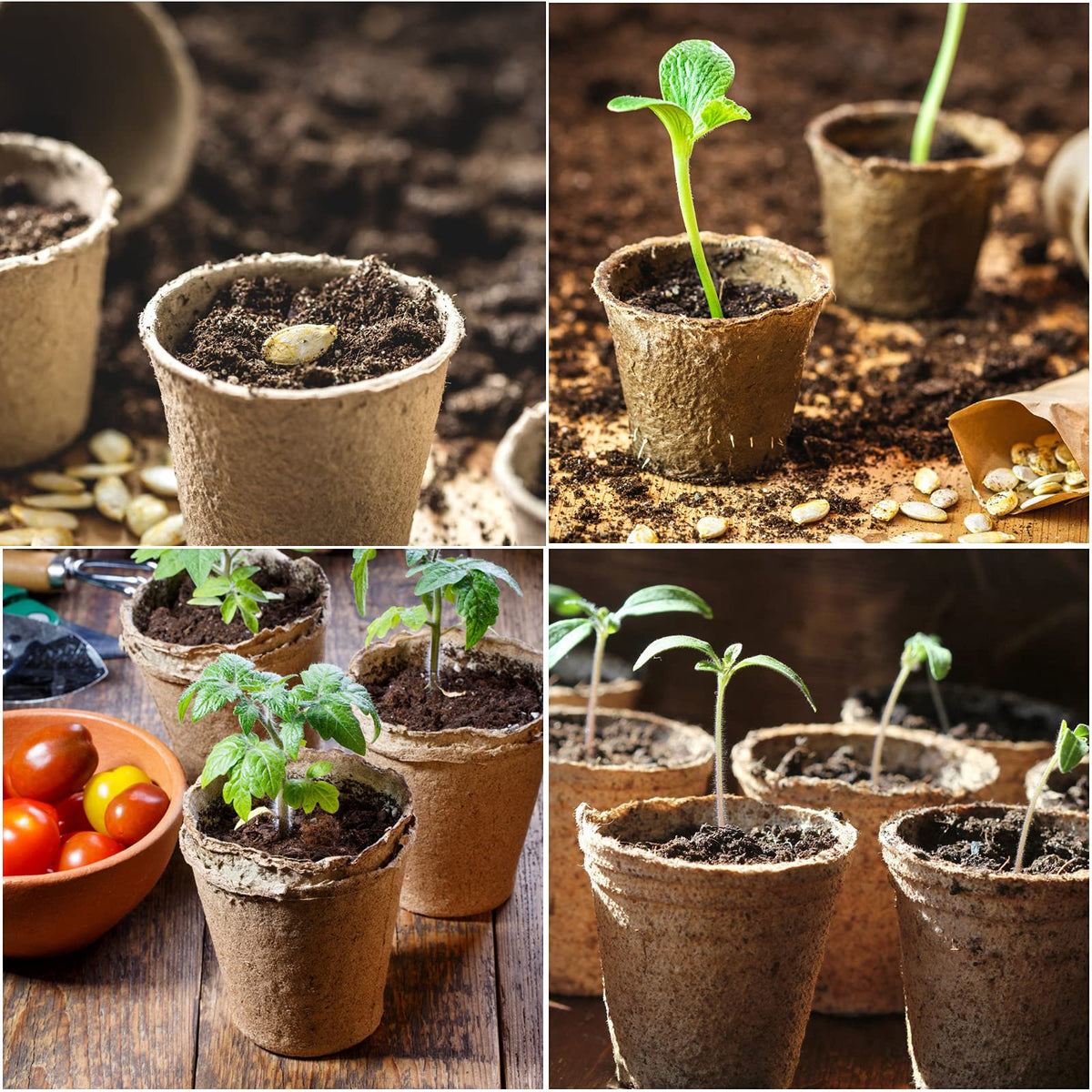 JERIA garden seed starter kit with peat pots, easy transition from indoors to outdoors.