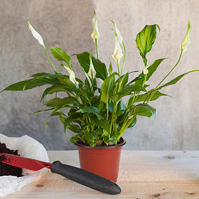 JERIA plant-labels-included provides quick seedling identification.