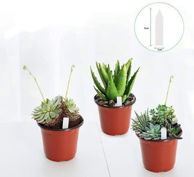 JERIA raised rim design enables easy handling and stackable storage.