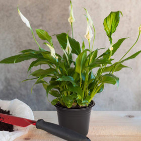 JERIA stackable design saves space when not in use