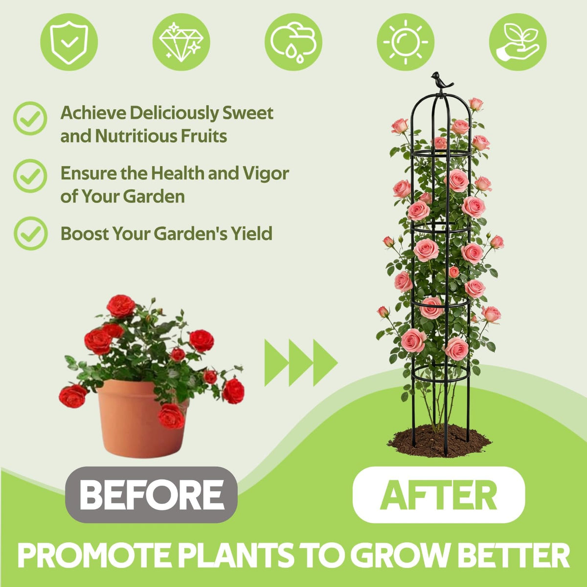 Jesosia climbing plant trellis enhances roses and clematis with elegant vertical structure.