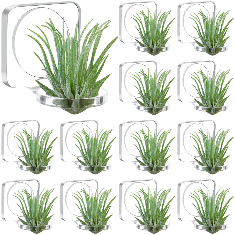 Jetec 12-pack acrylic air plant hangers create a transparent floating display.