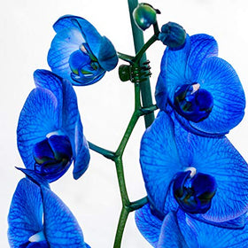 Jetec indoor plant staking solution aids upright growth and organization.