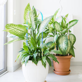 JETTIFY indoor-outdoor trellis adds versatile style while supporting plant growth