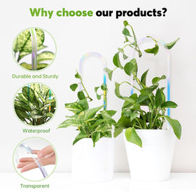 JETTIFY plant support trellis for vines, ivy, and hoya improves airflow and light exposure