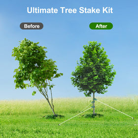 Jevrench-anchor-rope stabilizes young trees to prevent toppling in gusty conditions.