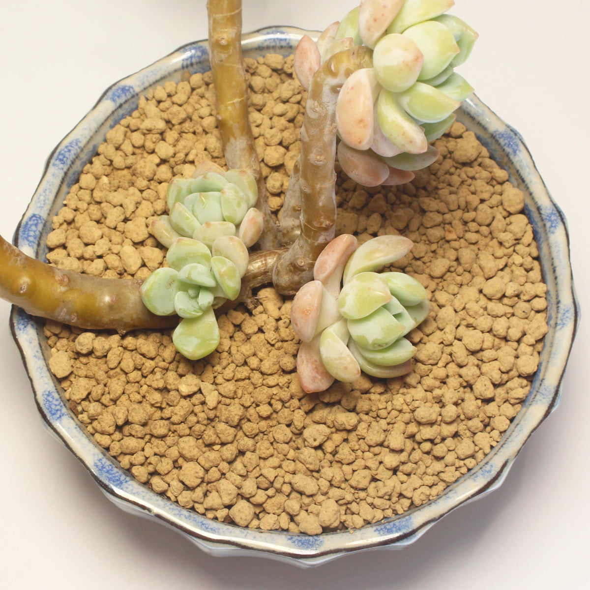 JFWOD Akadama for bonsai and succulents offers fast drainage
