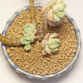 JFWOD Akadama for bonsai and succulents offers fast drainage