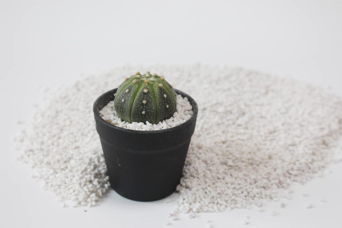 JFWOD Organic Perlite greenhouse setup enhances drainage and prevents soil compaction.