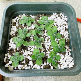 JFWOD Organic Perlite used in hydroponics as a lightweight medium.