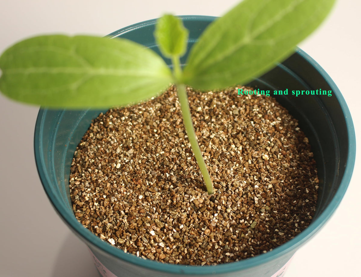 JFWOD Vermiculite providing moisture retention for plants