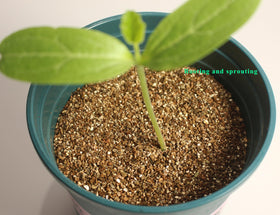 JFWOD Vermiculite providing moisture retention for plants