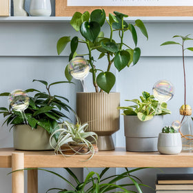 Jgalnim plant care kit highlights portable, reusable watering solutions for travel or home.