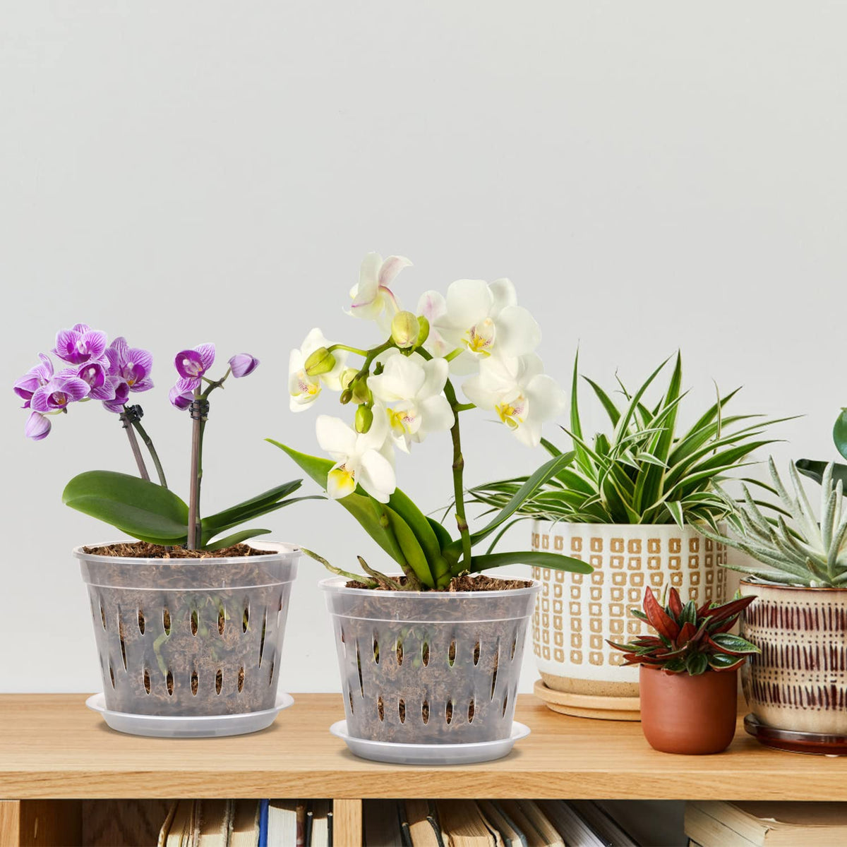 JGB indoor and outdoor orchid pots for versatile placement