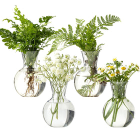 JGKYLDZ propagation vase with four bulbs shows roots clearly for observation.