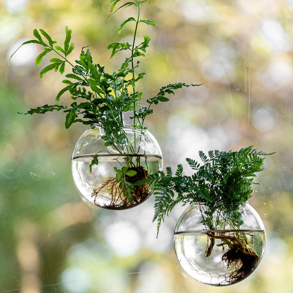 JGKYLDZ window propagation station with suction cup on glass for easy plant cuttings display.