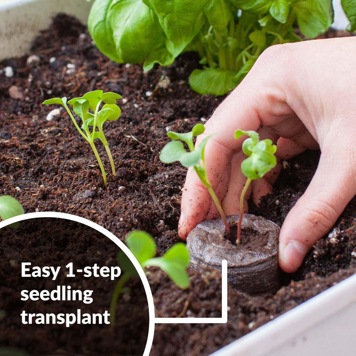 Jiffy peat pellets expand with water to form a ready growing medium.