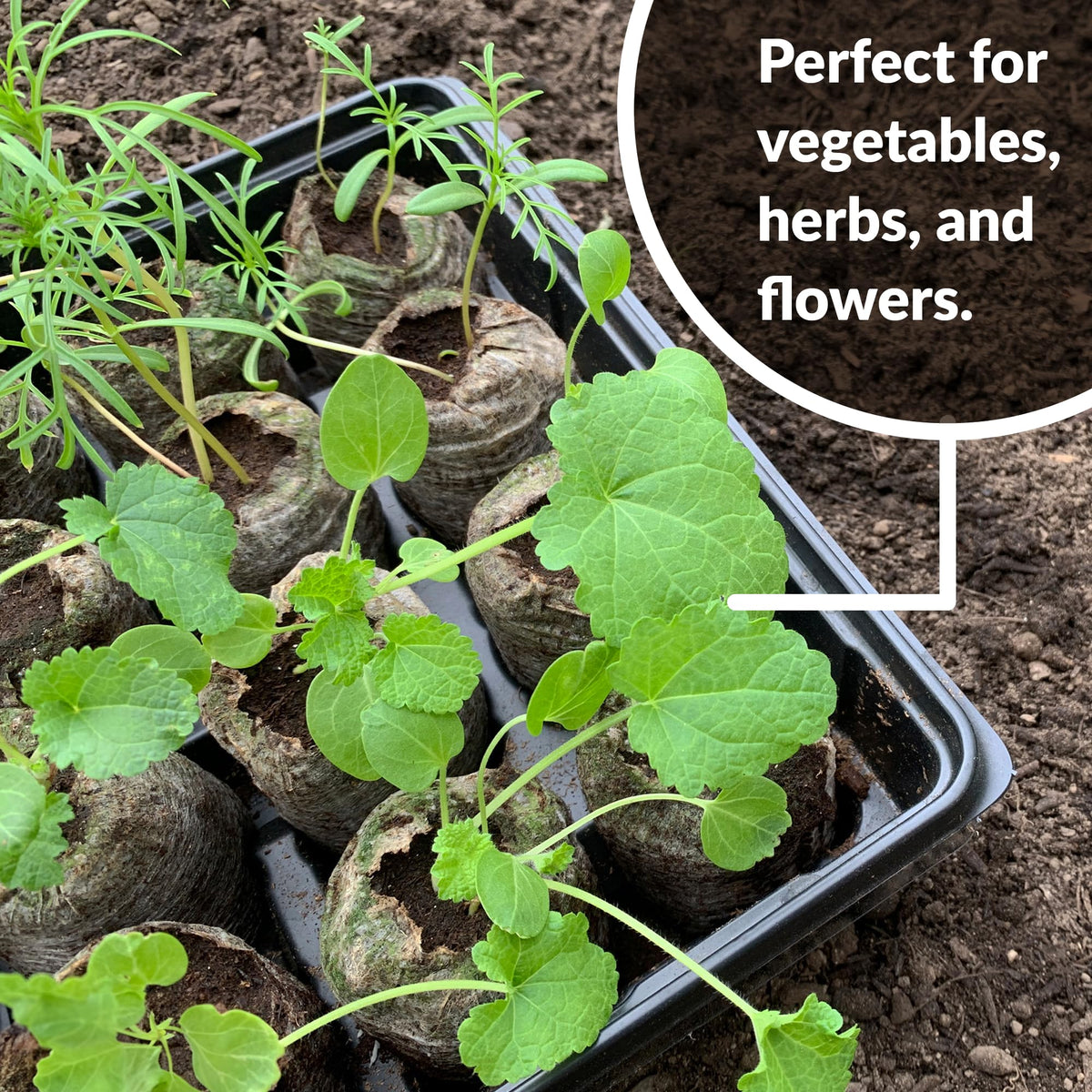 Jiffy 72 peat pellets support vegetables, herbs, and flowers.