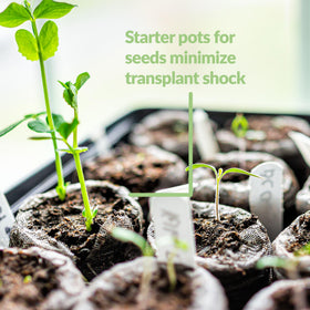Pellets expanding in water, uniform plugs for even germination.
