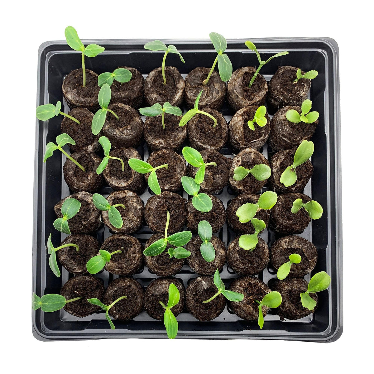 Jiffy seed starting kit ready to transplant vibrant seedlings.